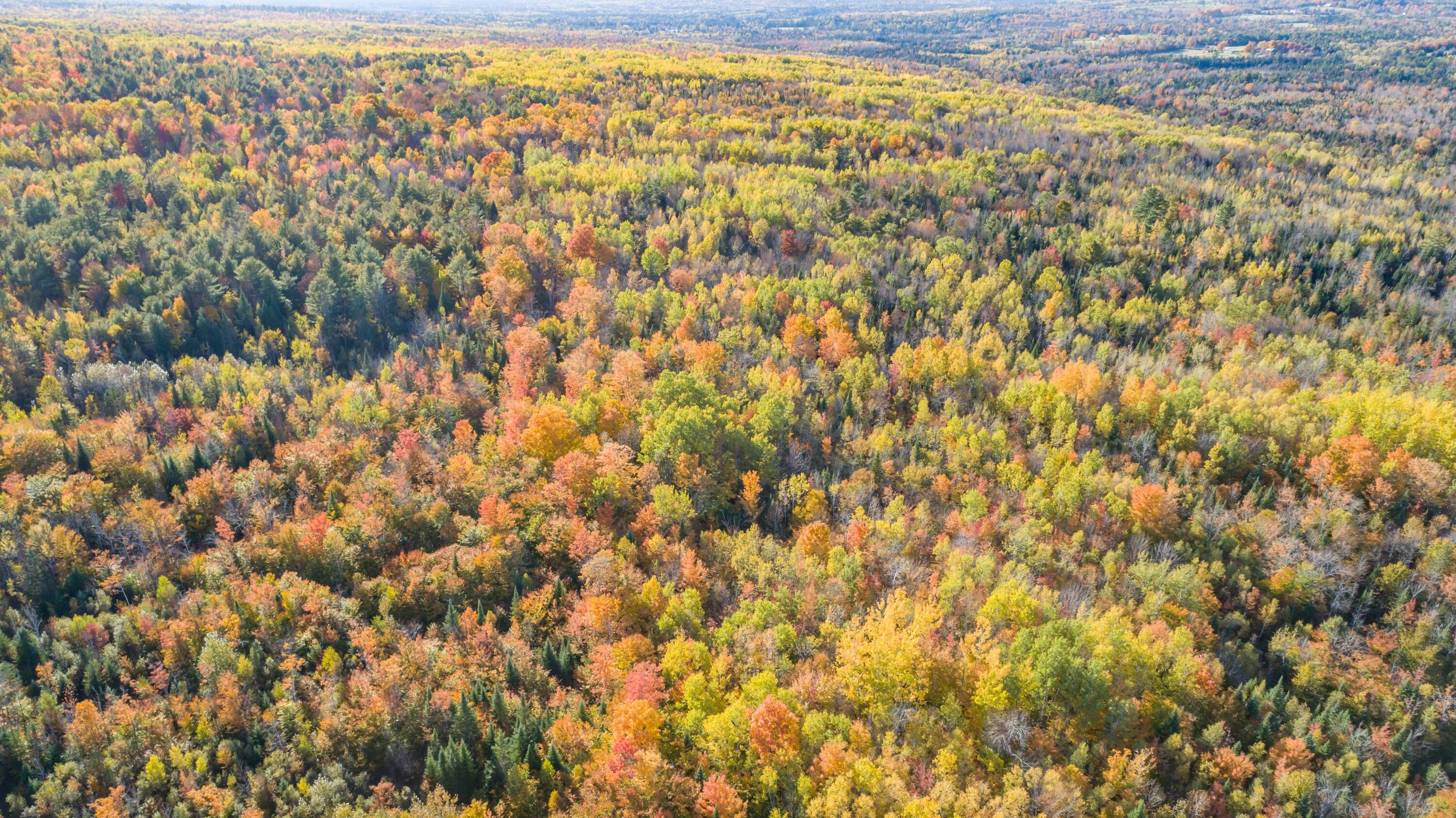 Lot 13 Lot Road Dexter, ME 04930 - Photo 5 of 9 DJI_0115