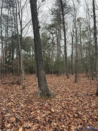 a view of a forest filled with trees