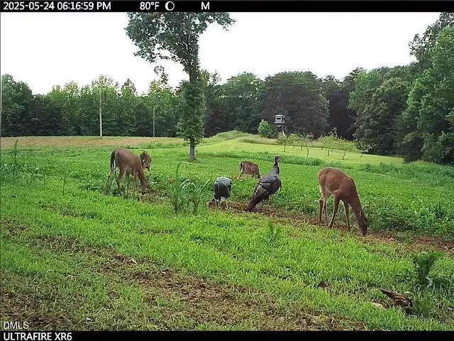 $4,999,900 | 390 Line Creek Farm Road, Yanceyville, NC 27379