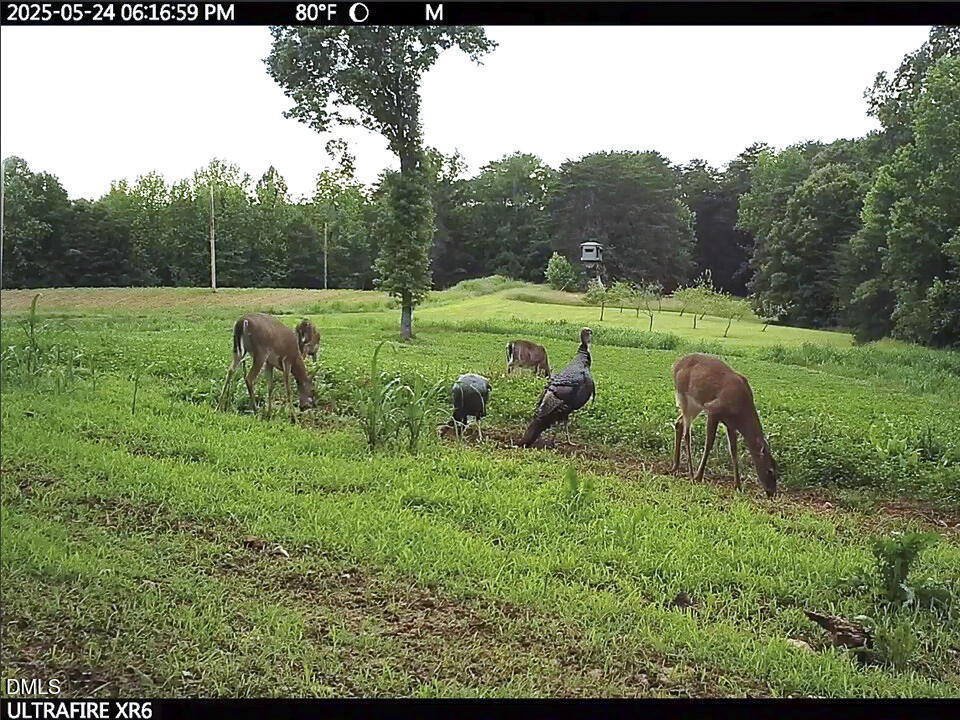 390 Line Creek Farm Road Yanceyville, NC 27379 - Photo 79 of 102 a view of a garden with a tree in the background