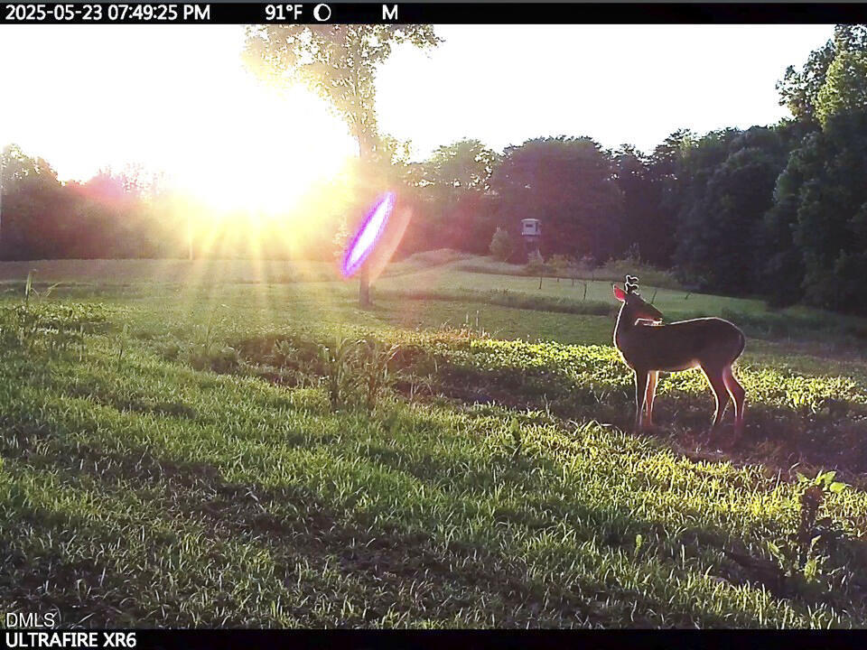 390 Line Creek Farm Road Yanceyville, NC 27379 - Photo 91 of 102 a view of a lake in middle of the forest