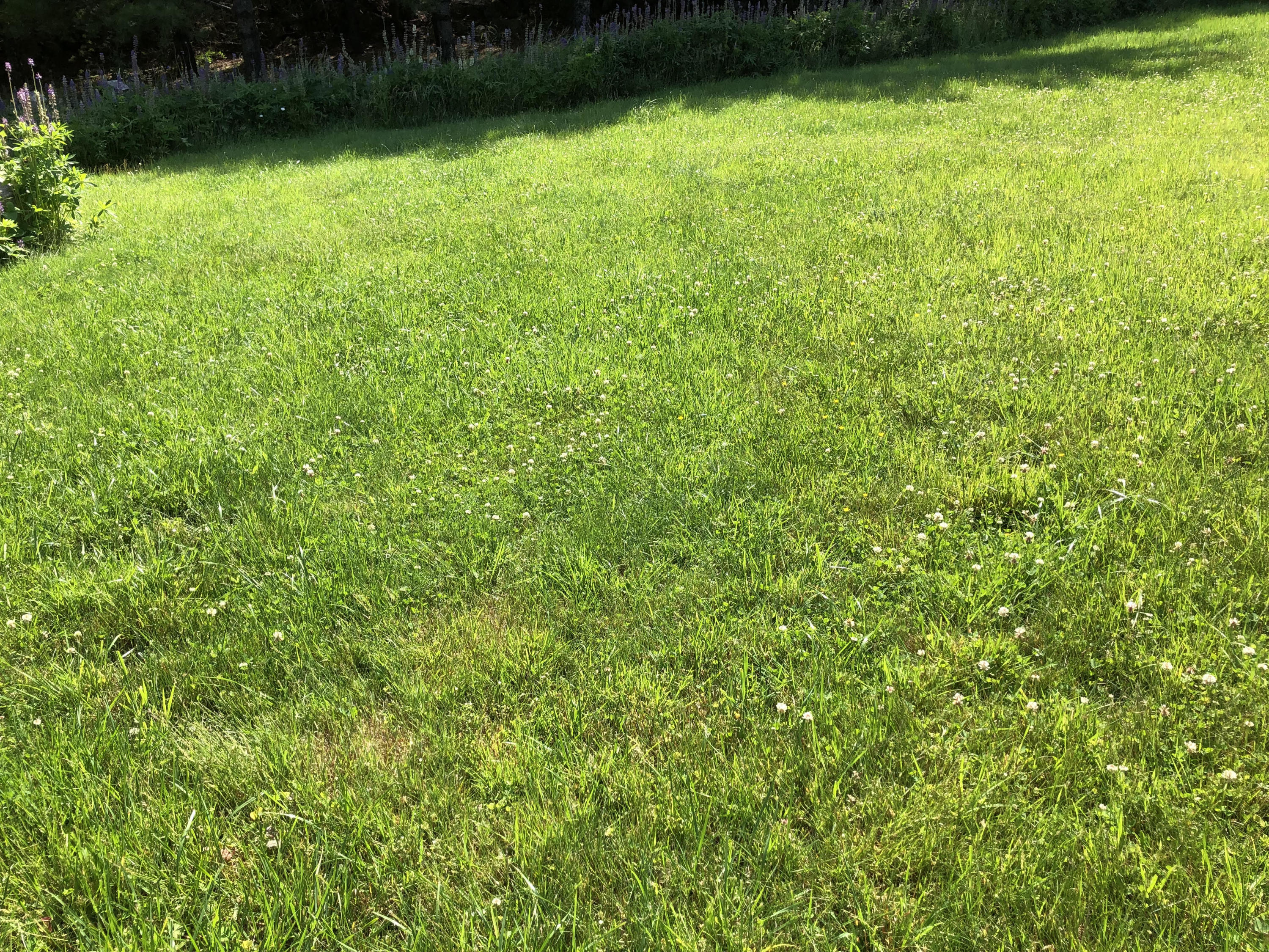 101 Hall Quarry Road Mount Desert, ME 04660 - Photo 36 of 58 Lush lawn