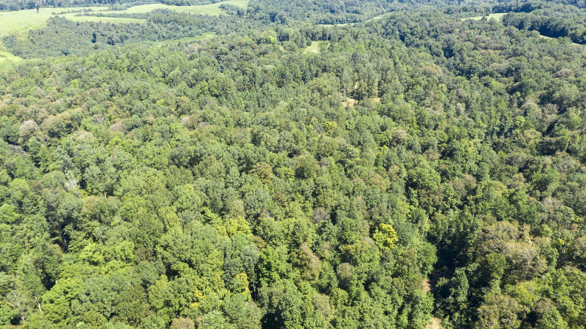 0 Buck Branch Road Duck River, TN 38454 - Photo 14 of 28 Gallery Image 14