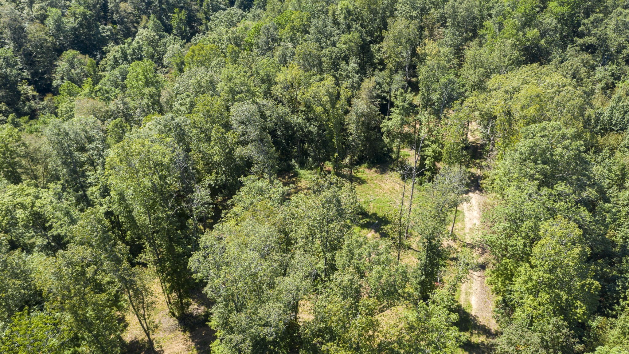 0 Buck Branch Road Duck River, TN 38454 - Photo 16 of 28 Gallery Image 16
