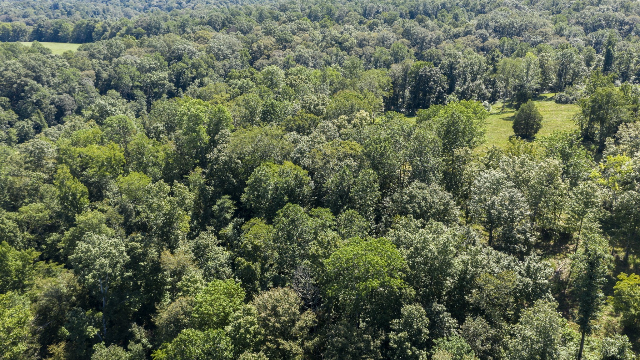 0 Buck Branch Road Duck River, TN 38454 - Photo 17 of 28 Gallery Image 17