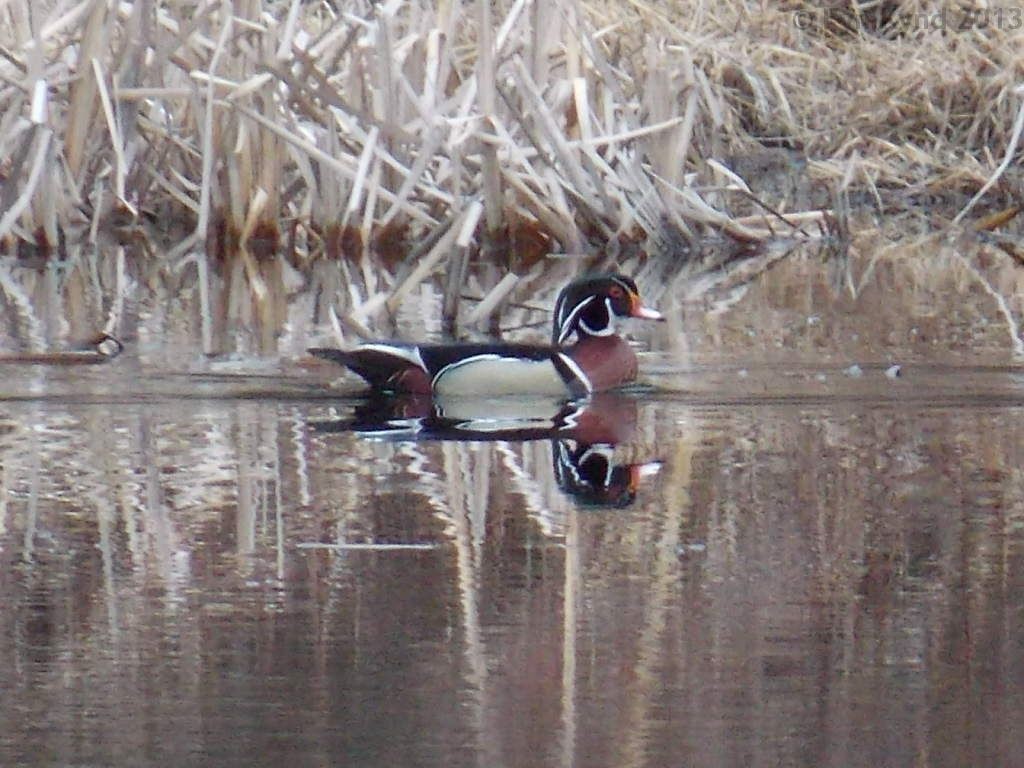 0 Buck Branch Road Duck River, TN 38454 - Photo 28 of 28 Gallery Image 28