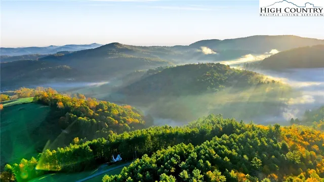 a view of a yard with plants and trees