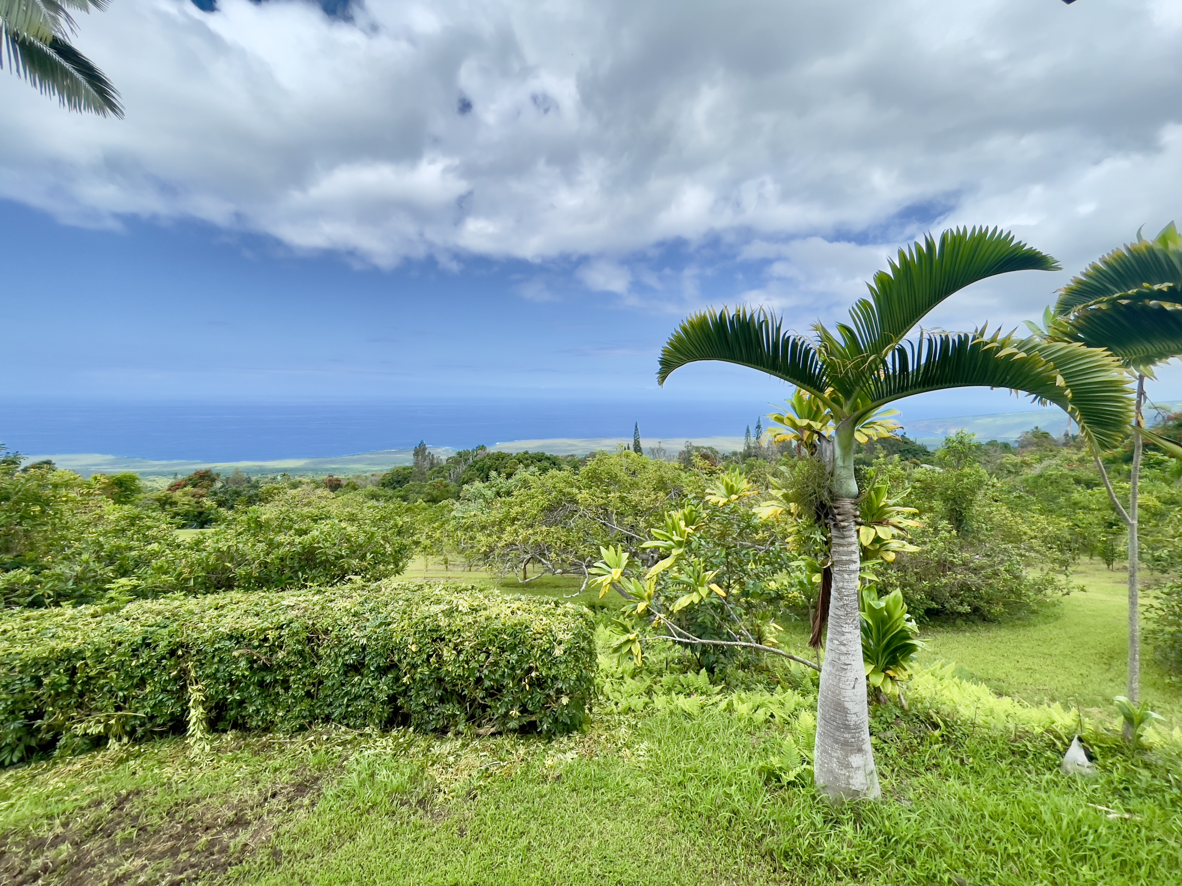 84-539 Telephone Exchange Road Captain Cook, HI 96704 - Photo 16 of 30 a view of a garden