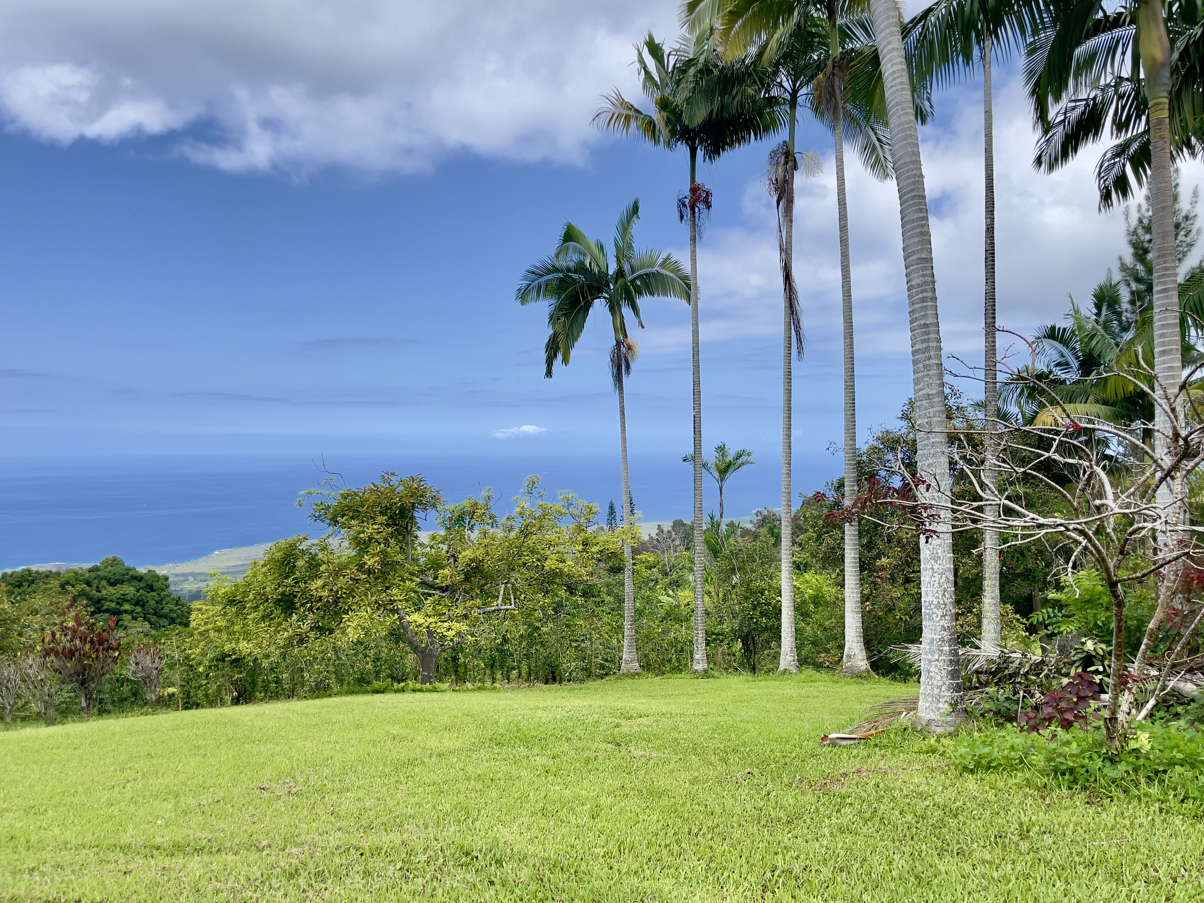 84-539 Telephone Exchange Road Captain Cook, HI 96704 - Photo 26 of 30 a view of a palm trees front of a house