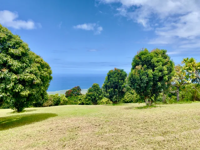 a view of a yard with a tree