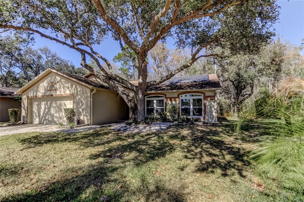 1795 Bayhill Drive Oldsmar, FL 34677 - Photo 1 of 58 a large tree in middle of the garden