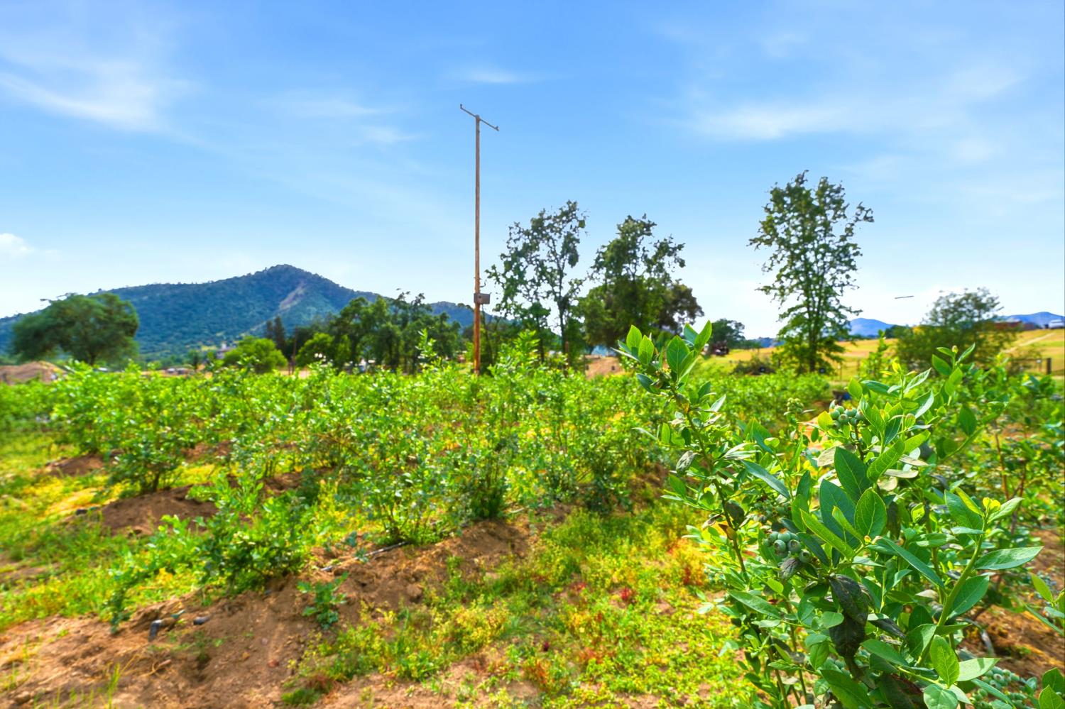 39348 Dunlap Road Dunlap, CA 93621 - Photo 75 of 97