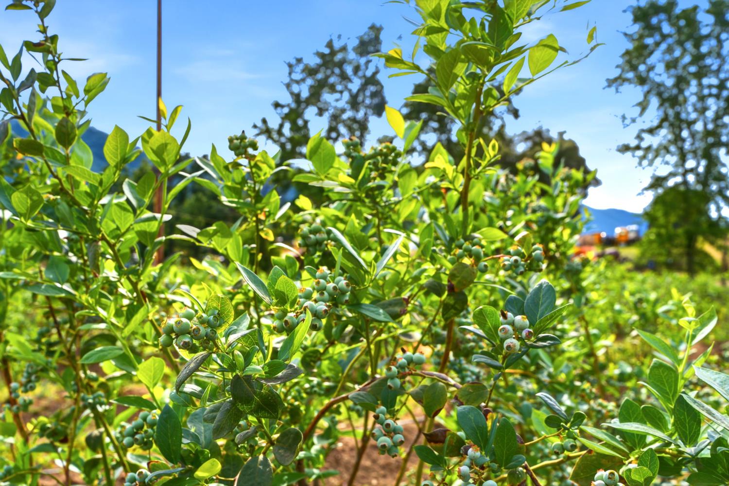 39348 Dunlap Road Dunlap, CA 93621 - Photo 76 of 97