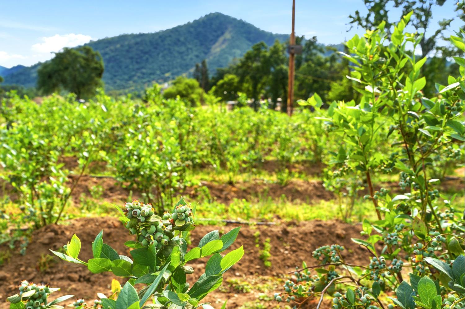 39348 Dunlap Road Dunlap, CA 93621 - Photo 77 of 97