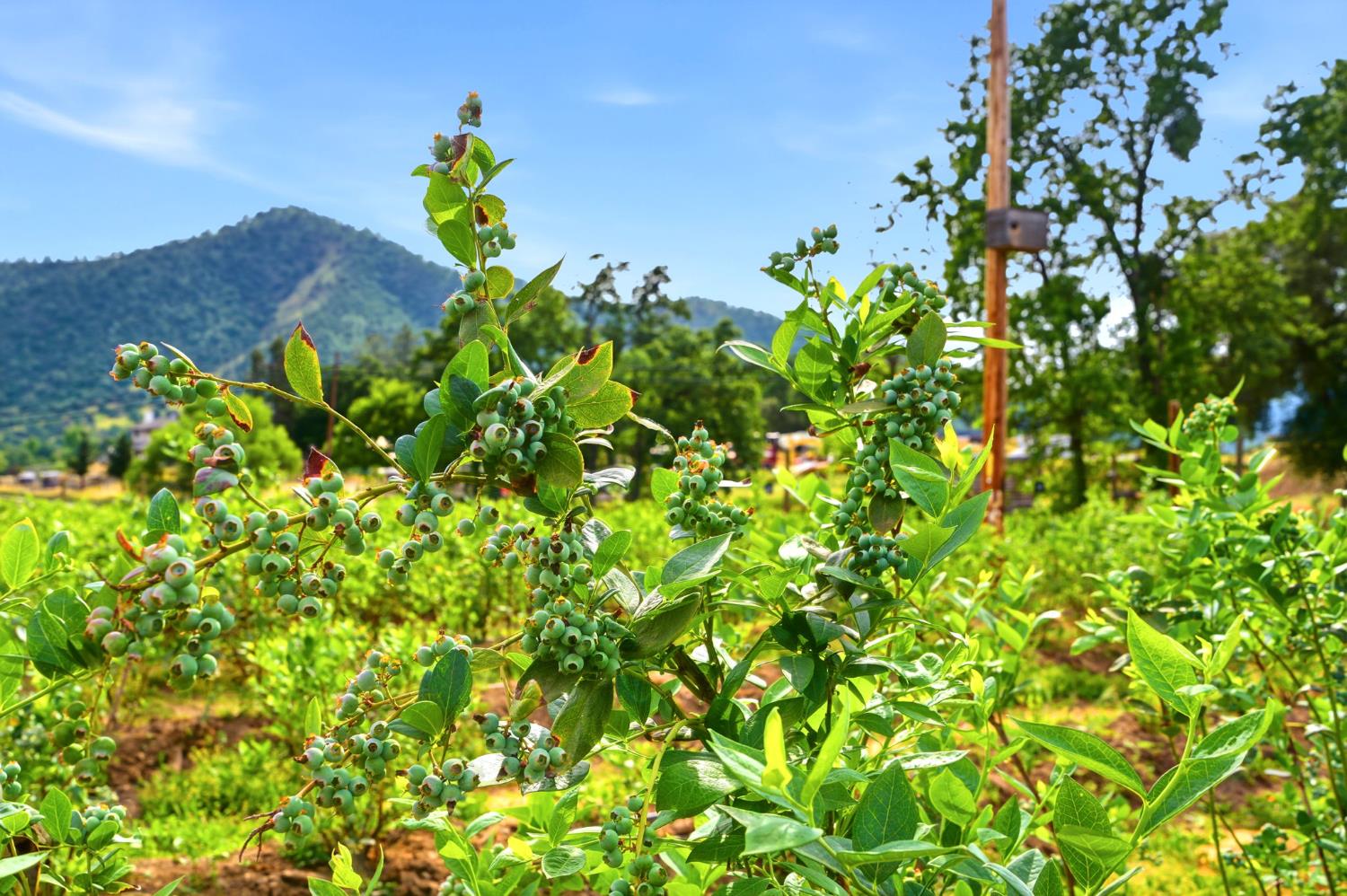 39348 Dunlap Road Dunlap, CA 93621 - Photo 78 of 97