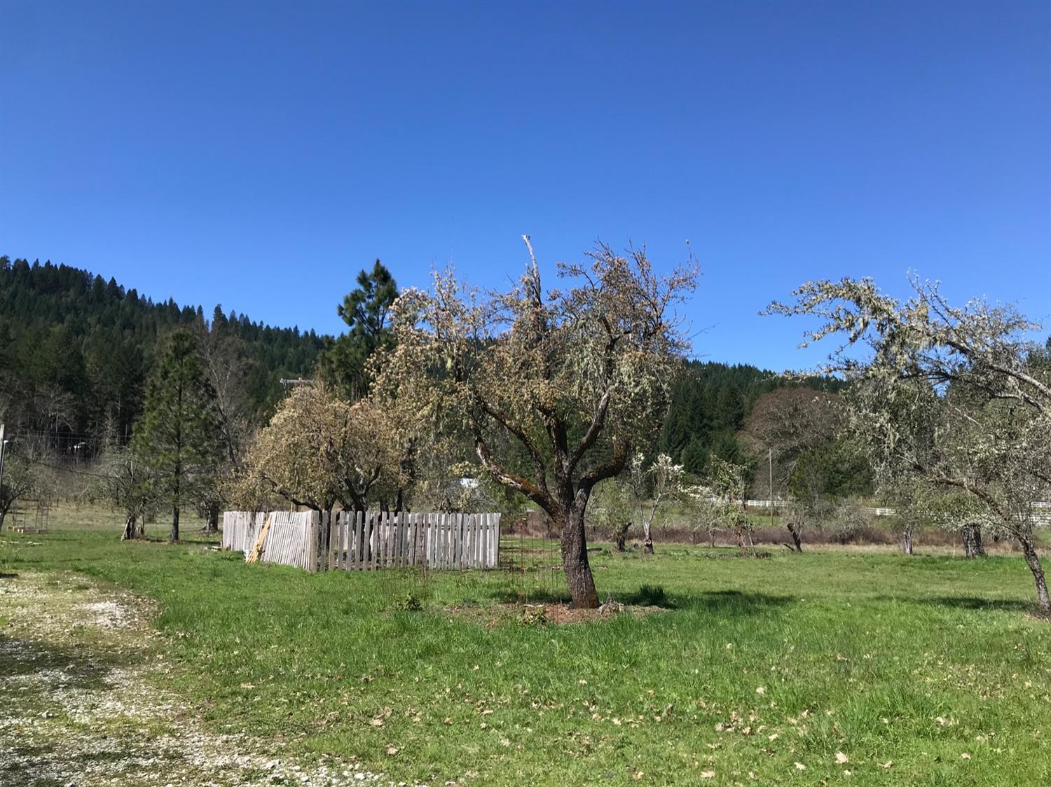 1925 Thompson Creek Road Selma, OR 97538 - Photo 7 of 23 variety of fruit trees.