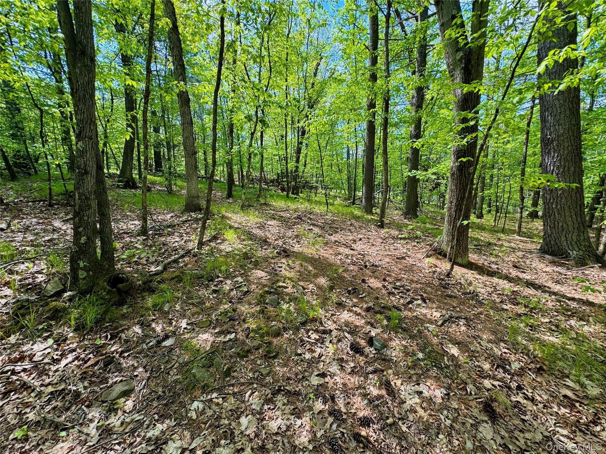 Tbd Bill Matter Road Climax, NY 12042 - Photo 13 of 19 a big yard with lots of green space and trees