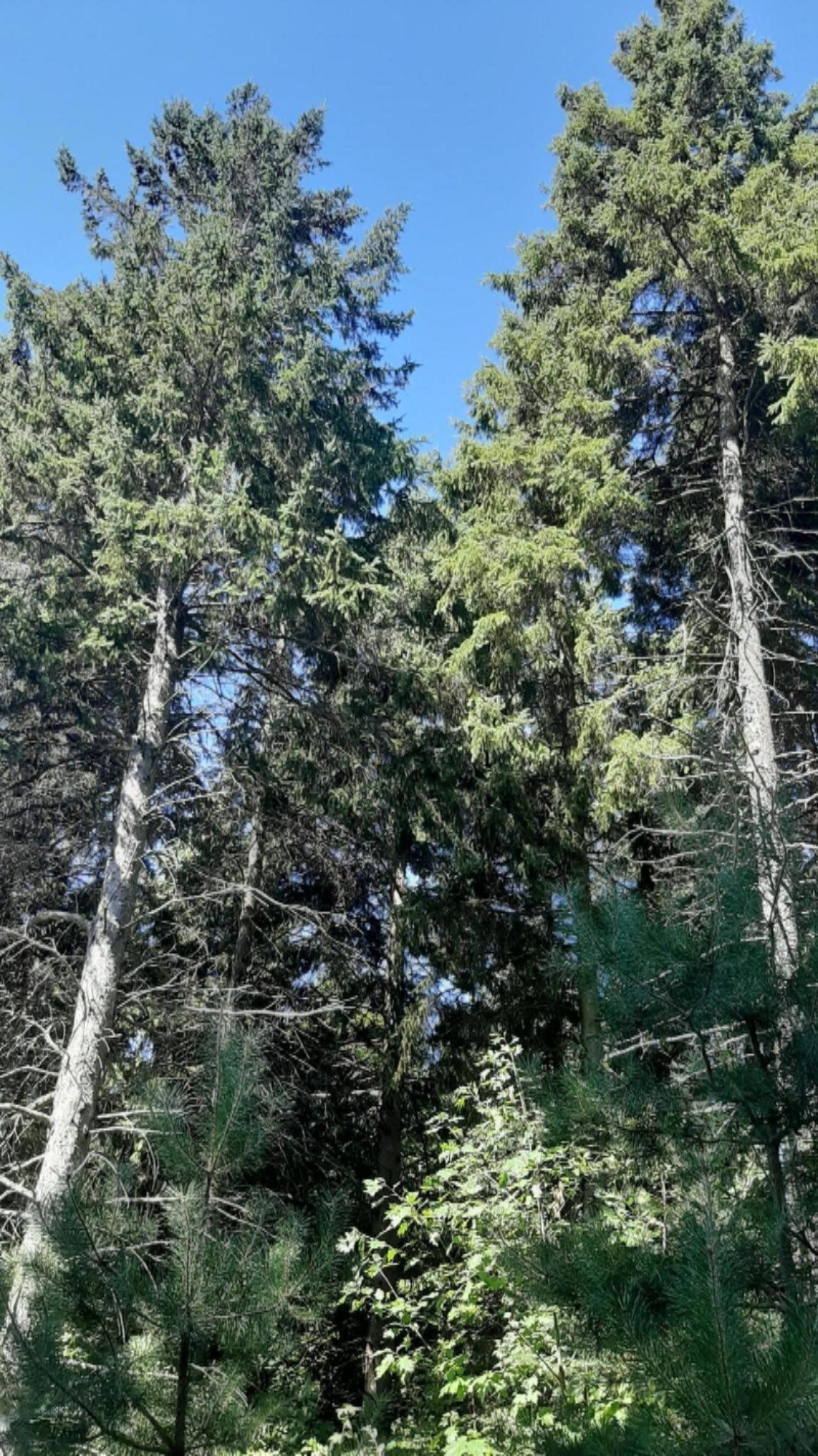 30-acres Spruce Ridge Road Bear Lake, MI 49614 - Photo 8 of 42 Towering Pines