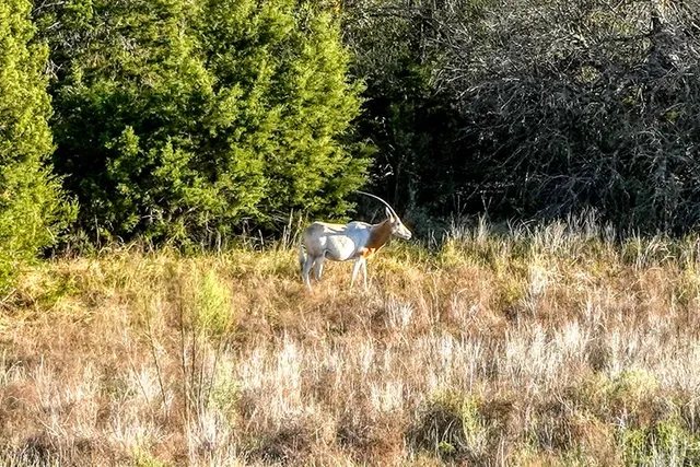 $309,000 | Lot 136 Falling Oak Drive, Unit 136, Blanco, TX 78606