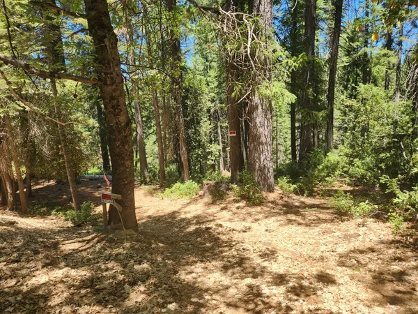 a view of a yard with trees