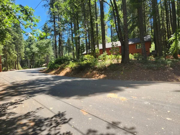 a view of a yard with plants and trees