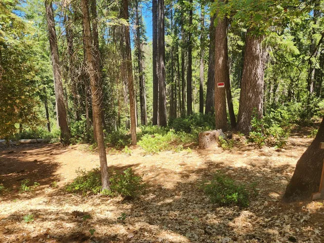 a view of a yard with trees
