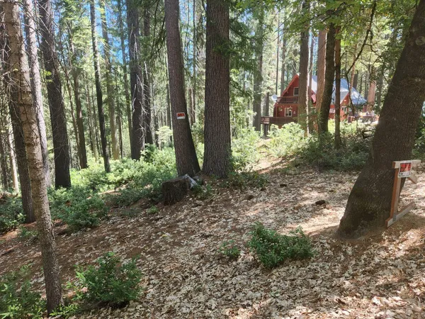 a view of a forest filled with trees
