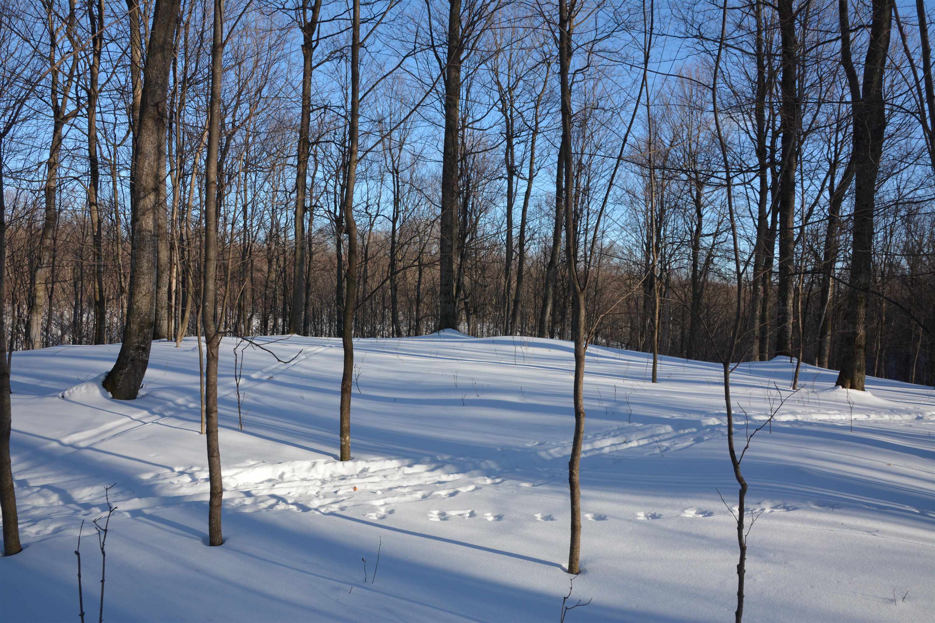 0 South Schomberg Road Cedar, MI 49621 - Photo 40 of 70