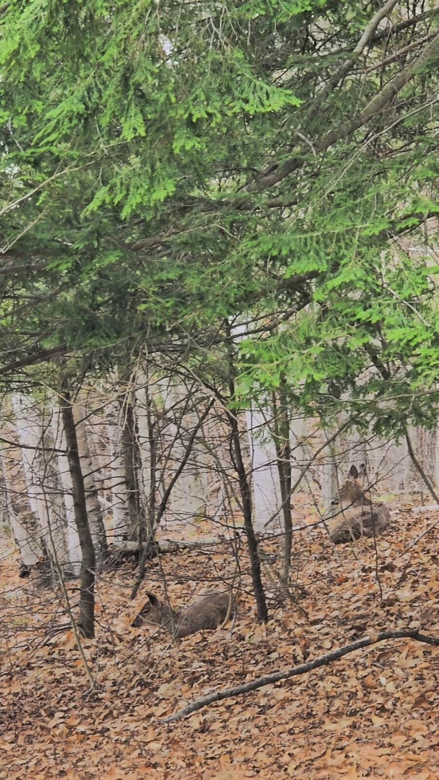 146 Belcher Road Farmington, ME 04938 - Photo 77 of 81 Screenshot_20260714_214310_Gallery
