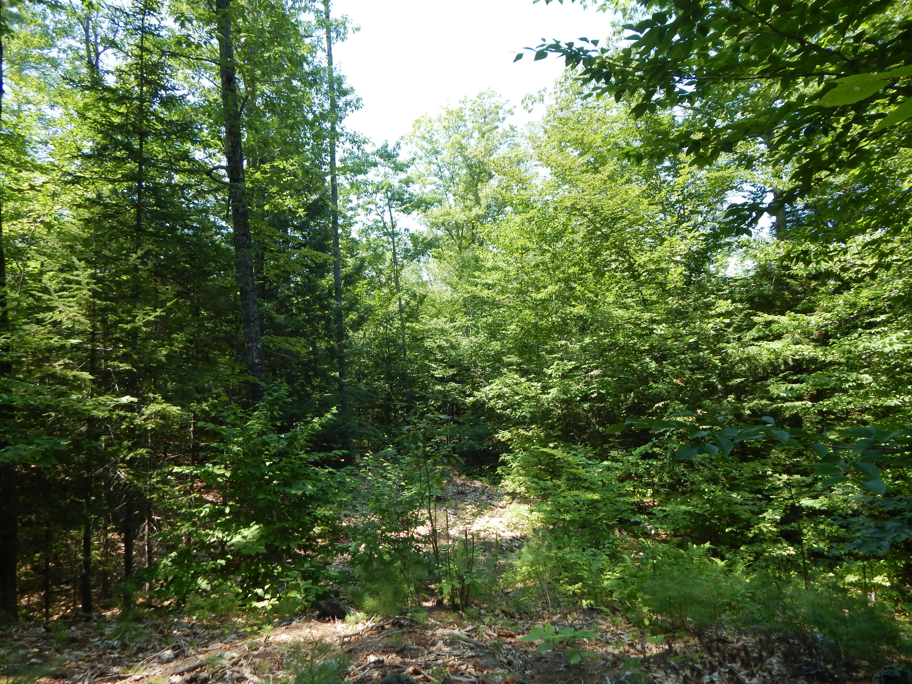 - Cramm Road Parsonsfield, ME 04047 - Photo 6 of 10 DSCN3020