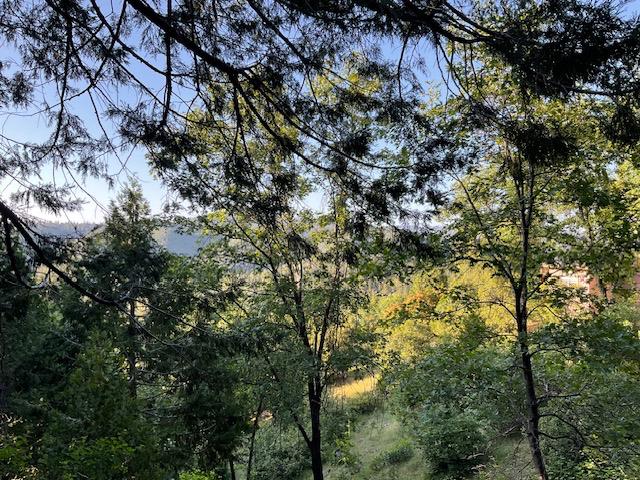 a view of a tree