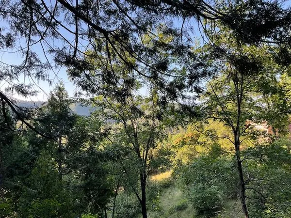 a view of a tree