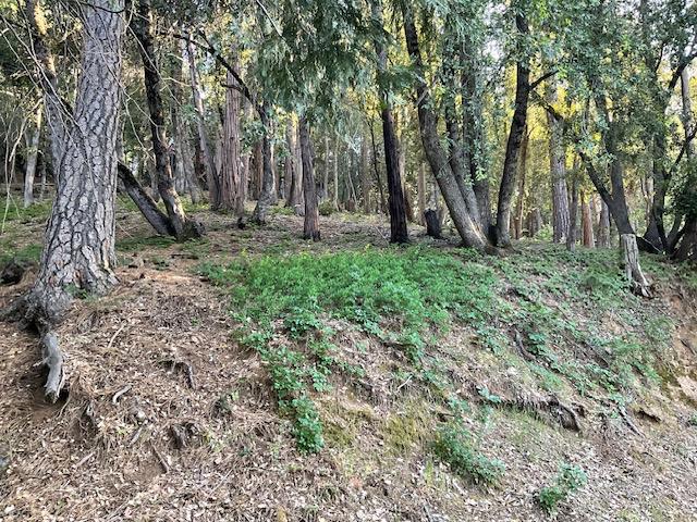 356 Snowberry Court Murphys, CA 95247 - Photo 3 of 10 a view of outdoor space with trees