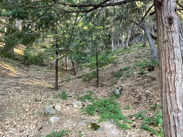 a view of a forest filled with trees