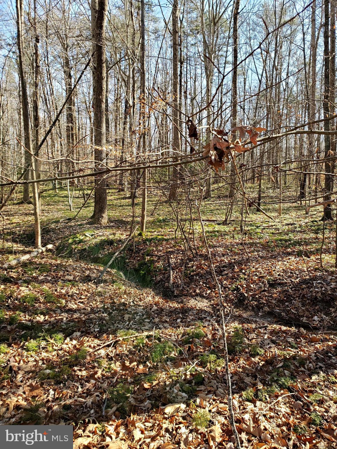 Apple Grove Road Mineral, VA 23117 - Photo 3 of 7 A small tributary traverses the property.