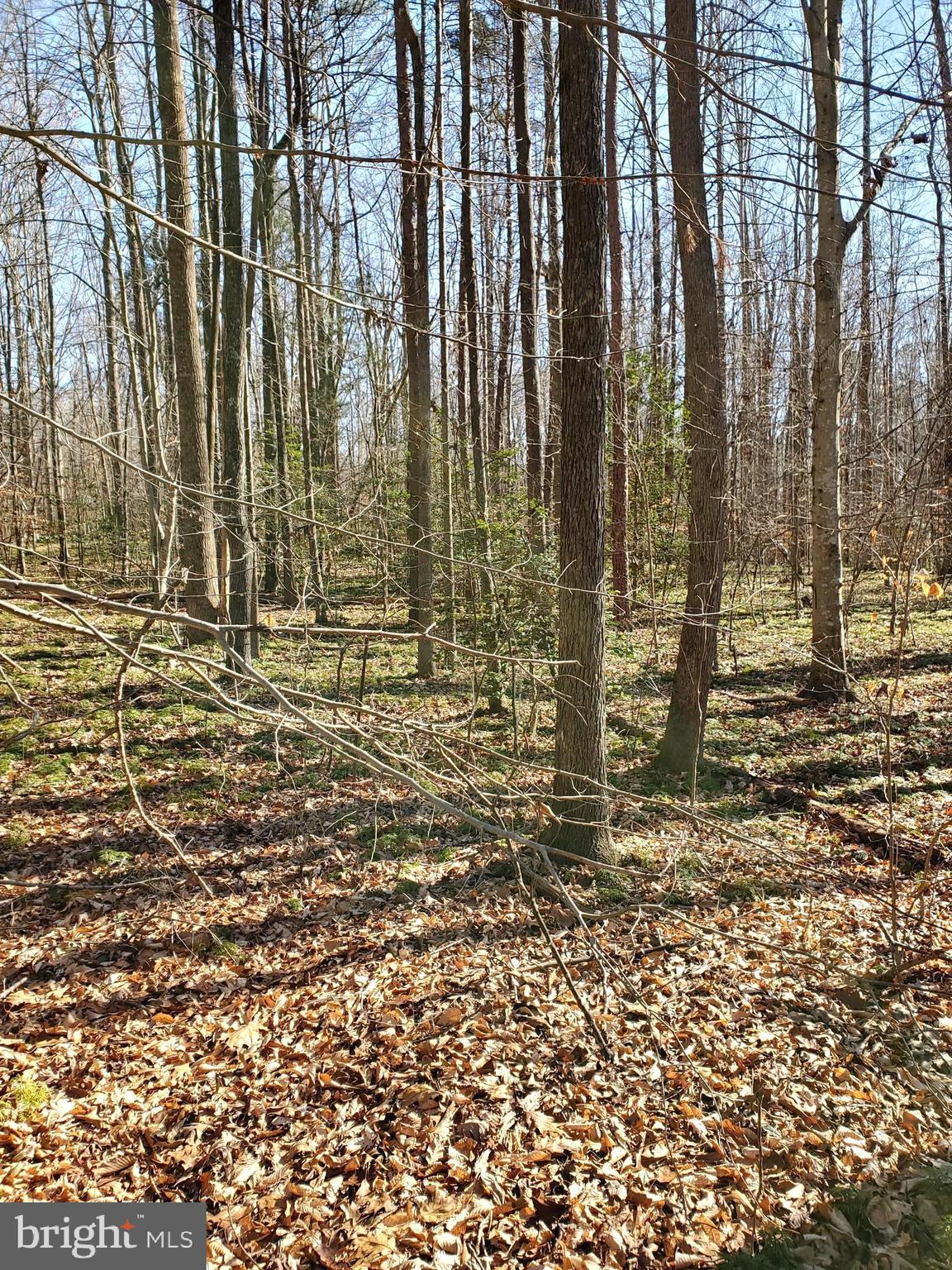 Apple Grove Road Mineral, VA 23117 - Photo 5 of 7 Ever so park-like in appeal....