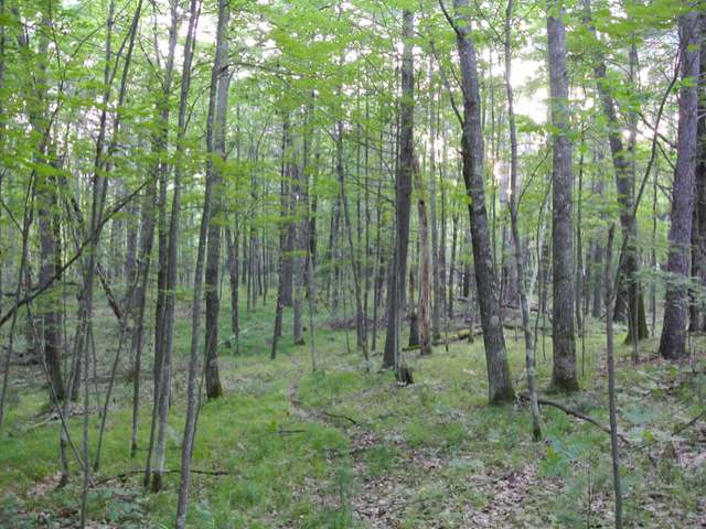 Lot 13 Grant Road Minocqua, WI 54548 - Photo 8 of 18 Gallery Image 8