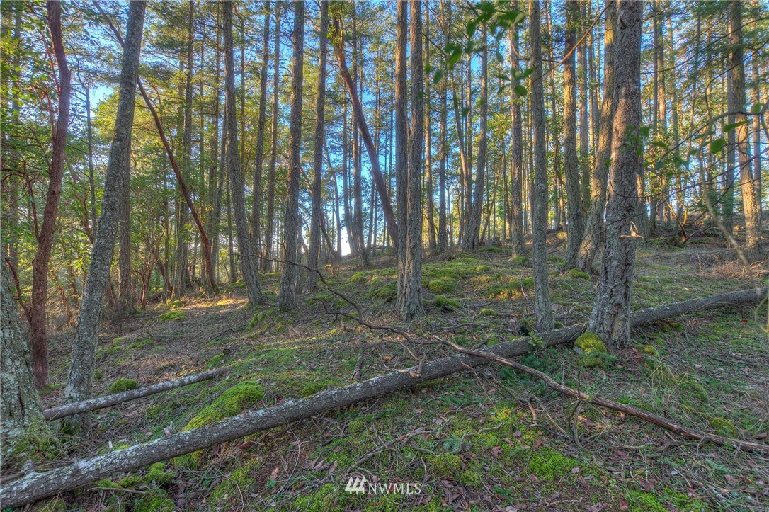 205 Gibbs Road Orcas Island, WA 98280 - Photo 21 of 39 Gallery Image 21