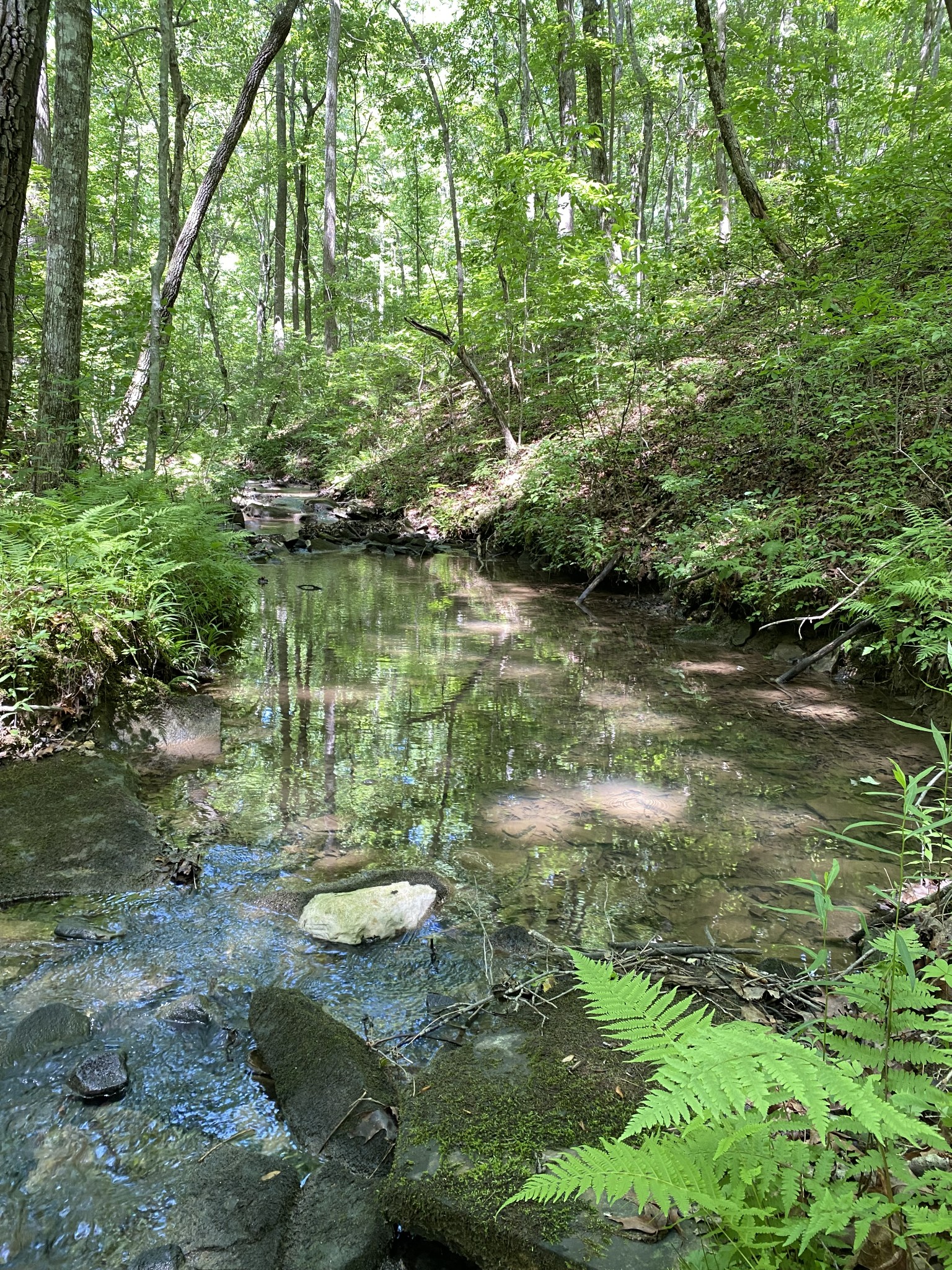 118 Cherokee Road Spencer, TN 38585 - Photo 72 of 85 a view of a lake with lots of trees