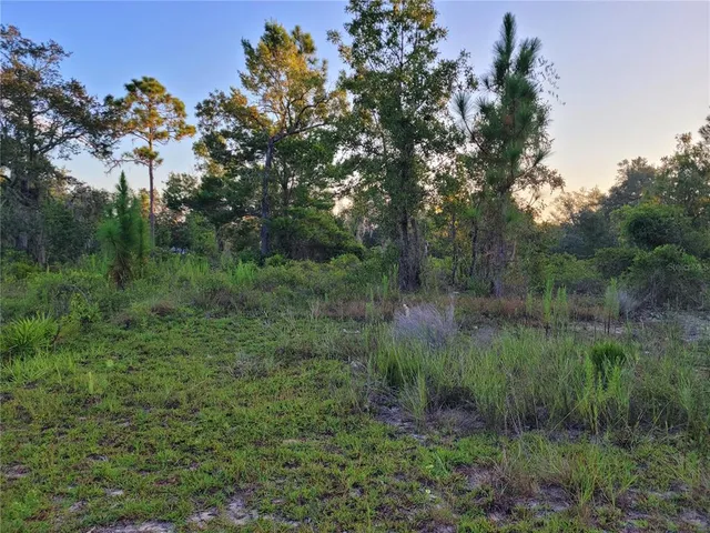 a view of a lush green forest