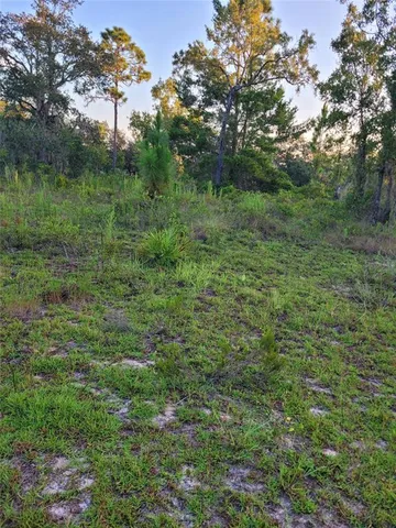 a view of a lush green forest with large trees