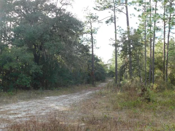 a view of a forest with trees in the background