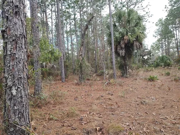 a view of a forest with trees in the background