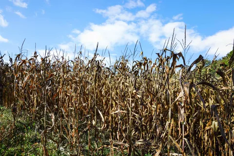 $550,000 | Lot 2 Dividing Ridge Road, Monticello, WI 53570