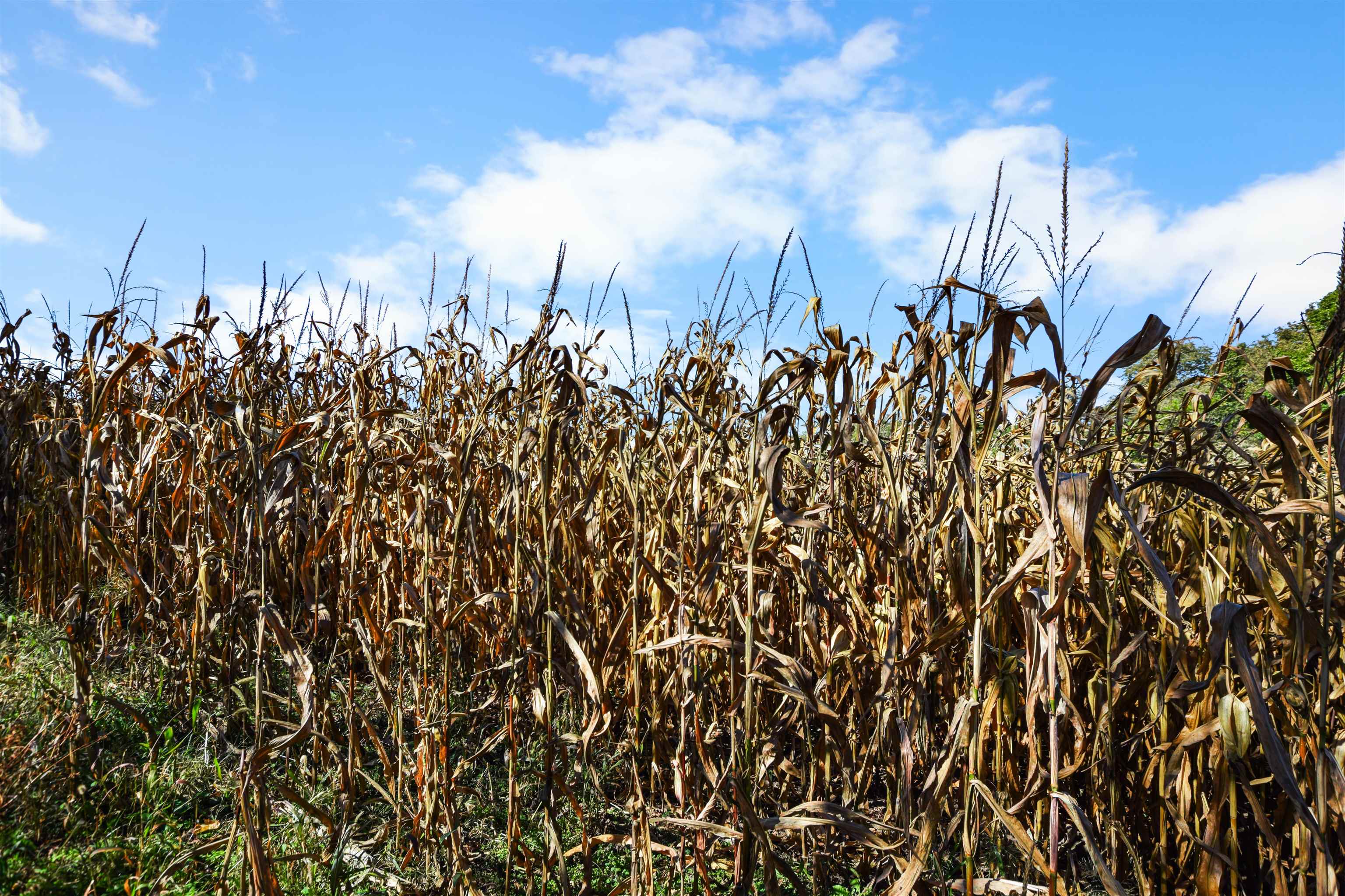 Lot 2 Dividing Ridge Monticello, WI 53570 - Photo 7 of 12