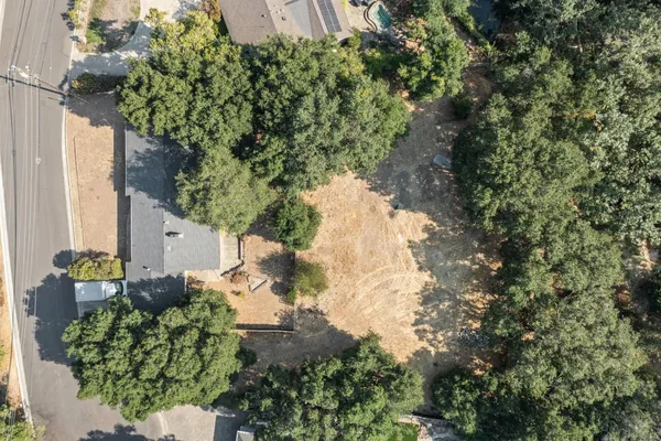 a plant that is in a yard