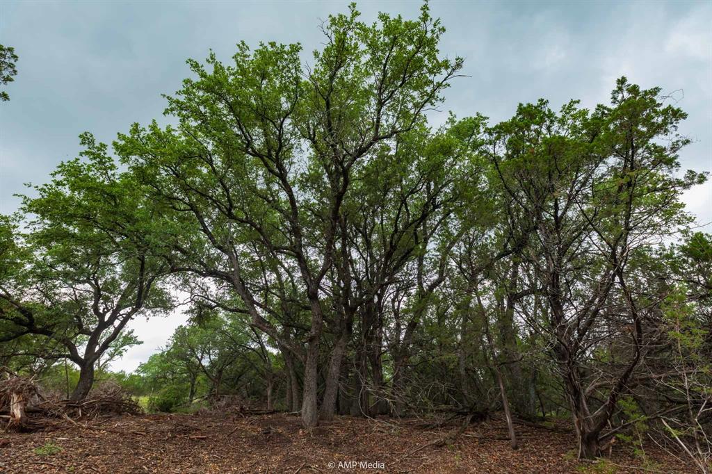 a backyard of a house with lots of trees