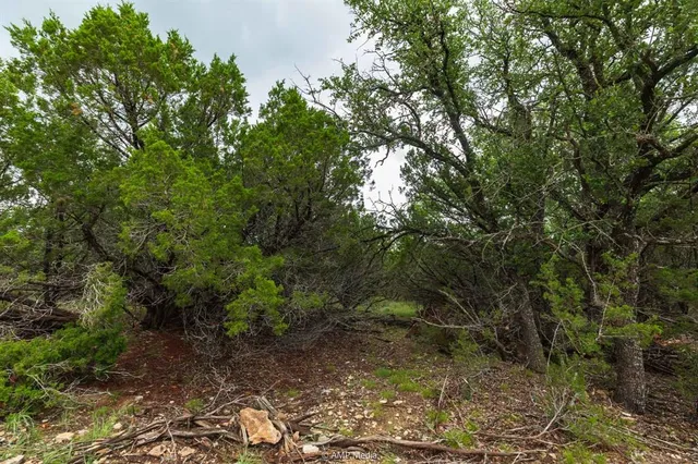 a view of a forest with trees in the background