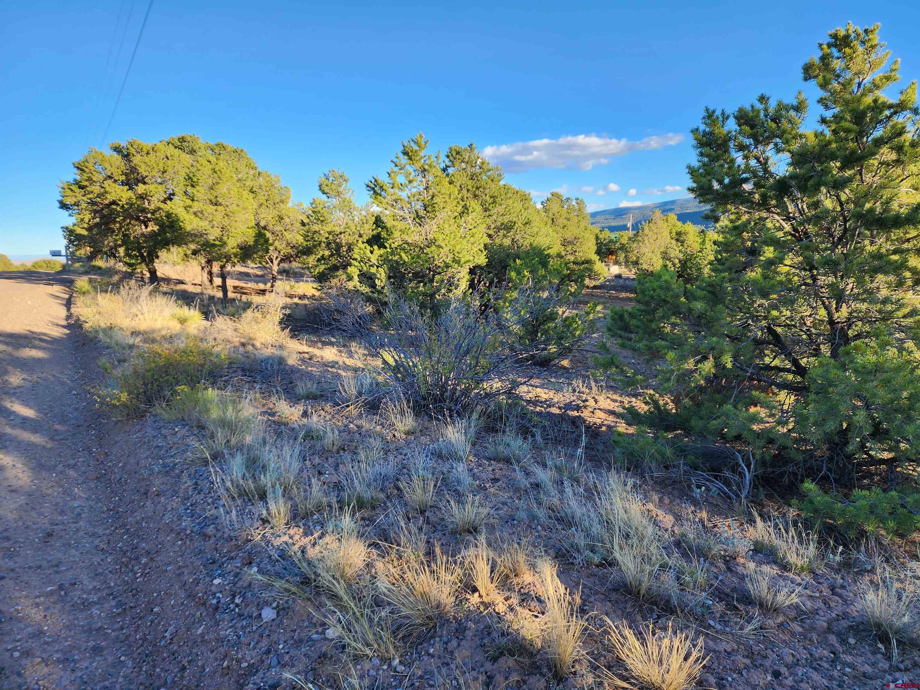580 Kit Carson Road South Fork, CO 81154 - Photo 3 of 7 a view of a yard with a tree