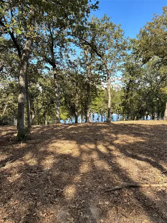 a view of tree with tree